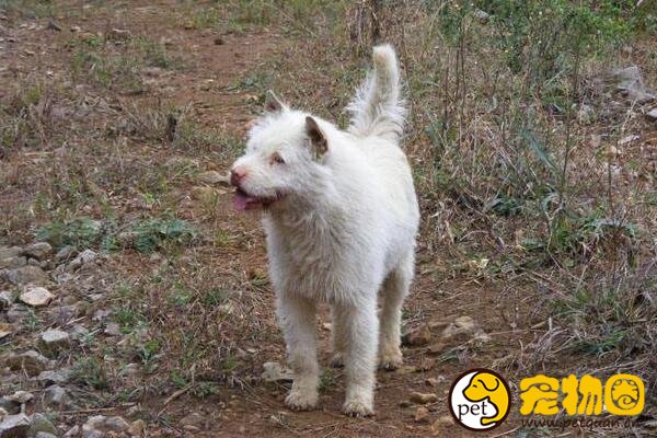 下司犬是什么狗，与牧羊犬齐名的国产犬(濒临绝种)