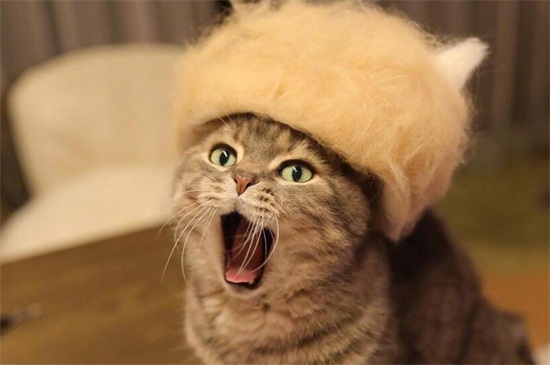猫咪一直喵喵叫