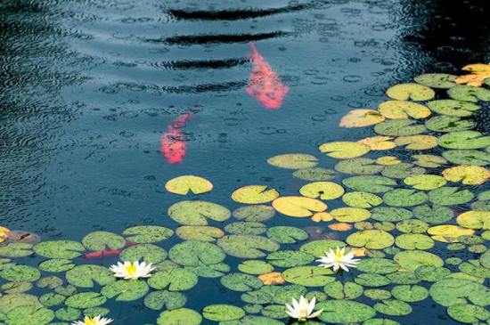 鱼缸里养浮萍的利弊