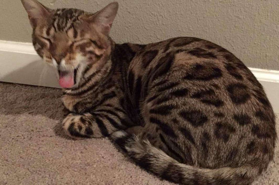 身上有豹纹的猫是什么