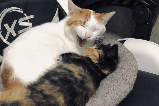 猫咪生产过程要多久