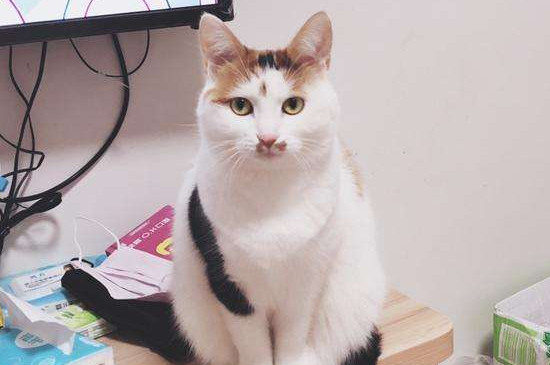 猫咪绝育注意事项