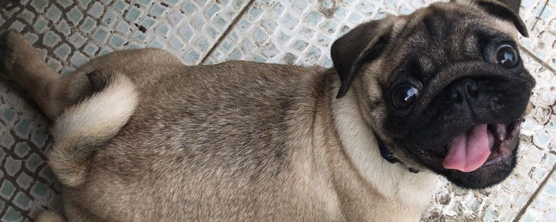 巴哥犬怎么看纯不纯