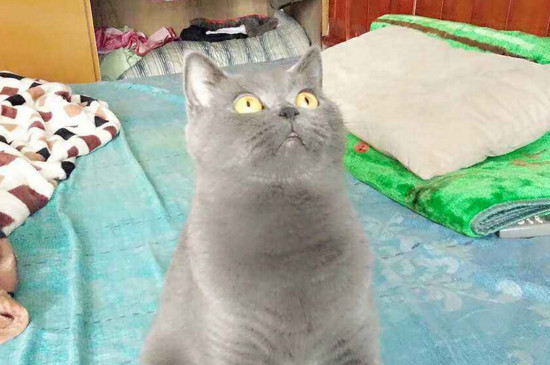 速诺片对猫副作用