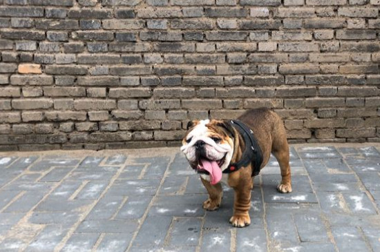 斗牛犬好养吗