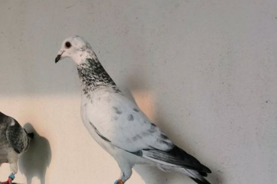 如何饲养鸽子