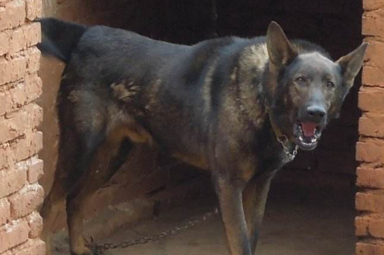 十大猛犬类排名