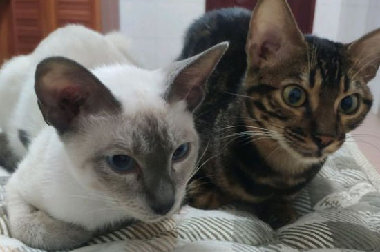 猫咪三大绝症