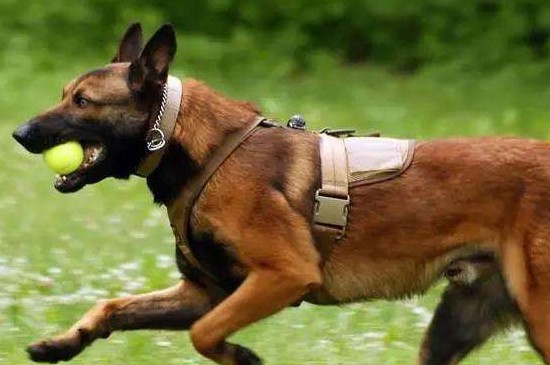 十大嗅觉灵敏的狗，这10种犬类不仅嗅觉灵敏还聪明忠诚
