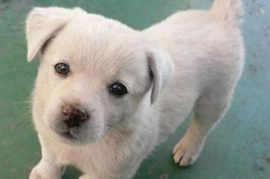 幼犬临死前症状和征兆，幼犬生命快终结的4大表现