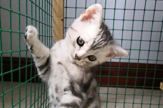 猫突然故意乱拉屎