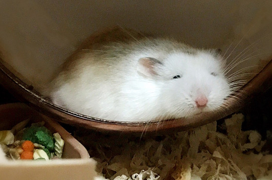 仓鼠快死的七种表现