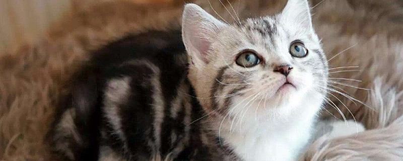 猫会放屁吗