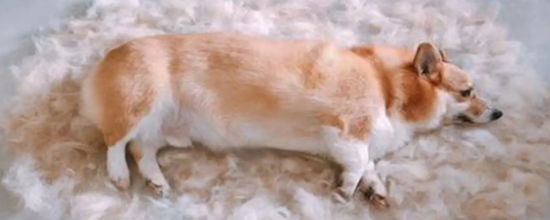 狗掉毛厉害怎么办