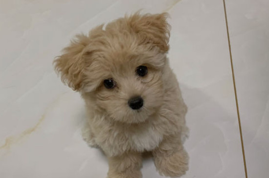 泰迪犬养多久才认主人