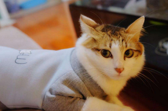猫能吃煮鸡蛋吗