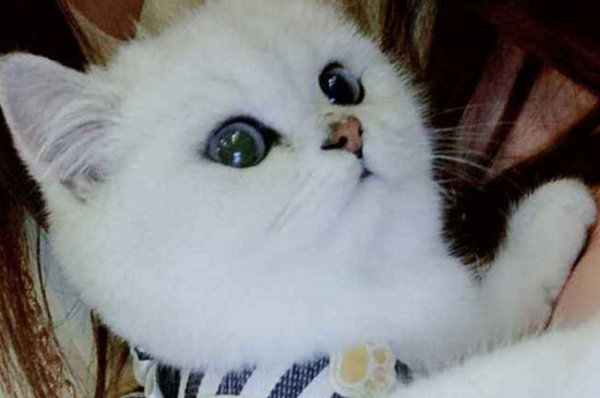 怎么养小猫崽