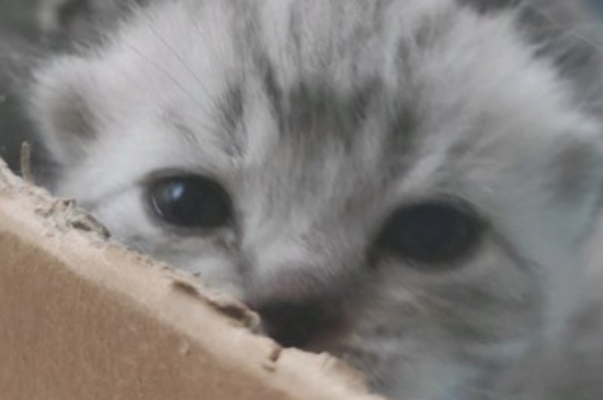 猫咪寄养需要注意些什么