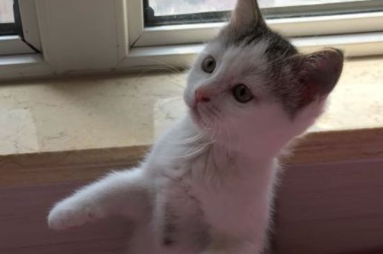 猫身上有皮屑怎么治疗