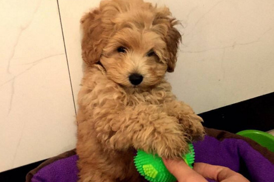 刚出生两三个月的泰迪怎么养，泰迪幼犬的养护注意事项