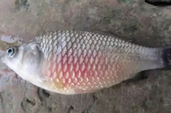 鱼炸鳞了是什么原因