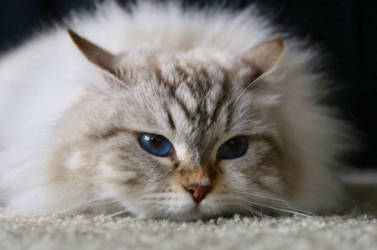 猫可以吃鸡蛋嘛