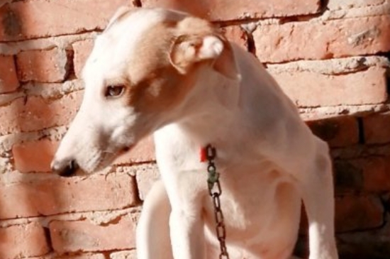 世界十大猎犬品种排名，山区打猎最厉害的狗图片