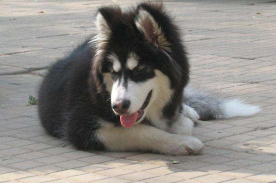 阿拉斯加犬缺点和优点，易掉毛爱拆家但非常忠诚