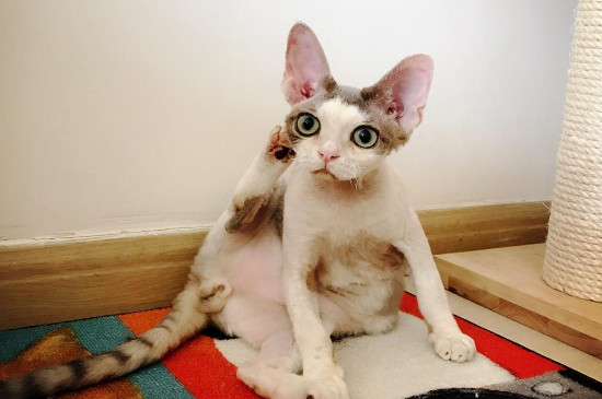 德文卷毛猫掉毛吗