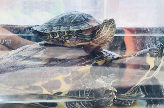 乌龟拉稀的症状