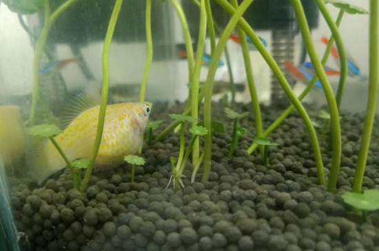 玛丽球鱼难产表现