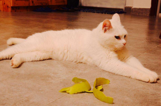 猫咪不乖咬人老叫怎么办，饿它训它拍笼子吓唬它