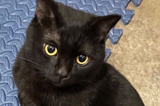 猫的呼噜声很大是怎么回事