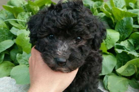 贵宾犬吃什么