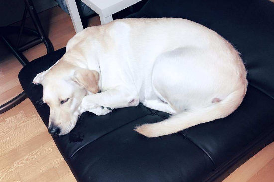 狗狗睡眠时间多久，狗狗一天睡几个小时