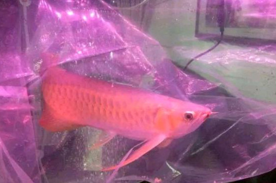 新鱼不过水有什么后果