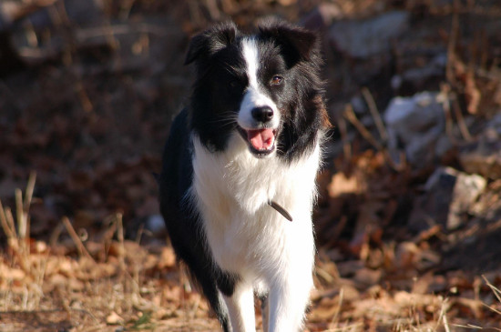 犬细小症状
