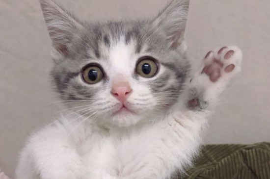 猫的胡须被剪掉会怎样