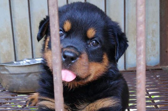 罗威纳犬怀孕多少天生
