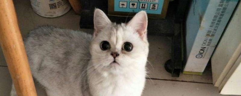 母猫体重参考表