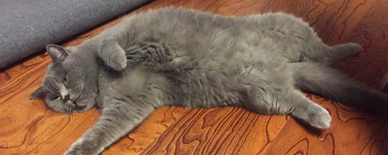 英短蓝猫多大可以配种