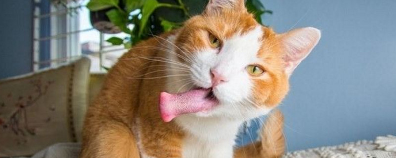 木天蓼和猫薄荷的区别