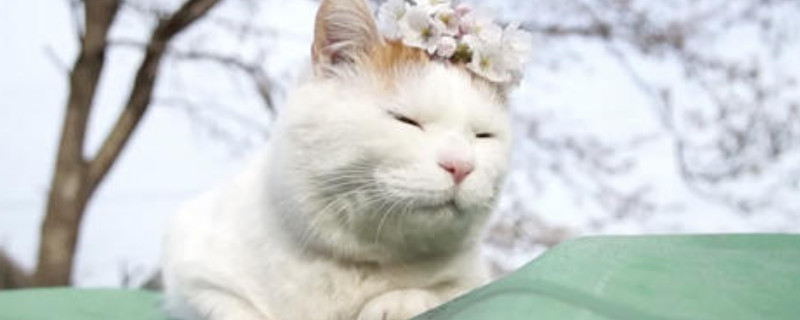 刚出生的猫可以喝纯牛奶吗