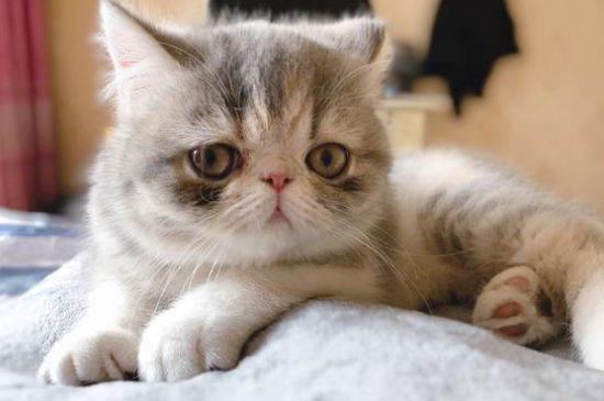 猫咪怀孕几个月生