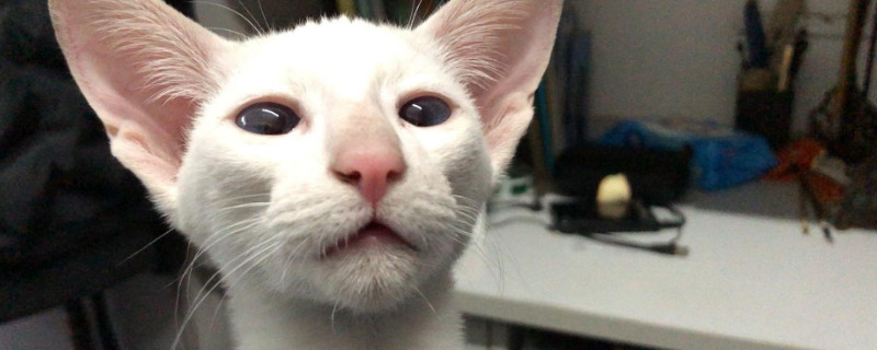 东方短毛猫掉毛吗