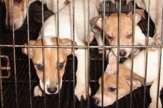 杰克罗素梗犬优缺点