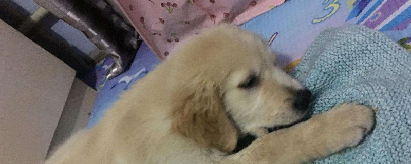 狗狗一直叫是什么原因