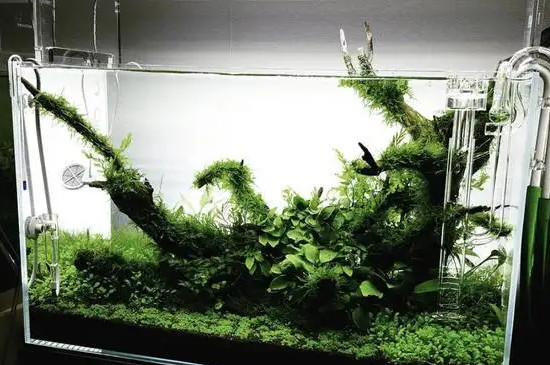 草缸水浑浊怎么办