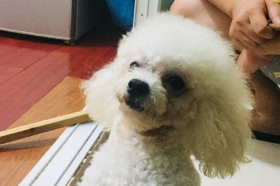 比熊产后吃什么