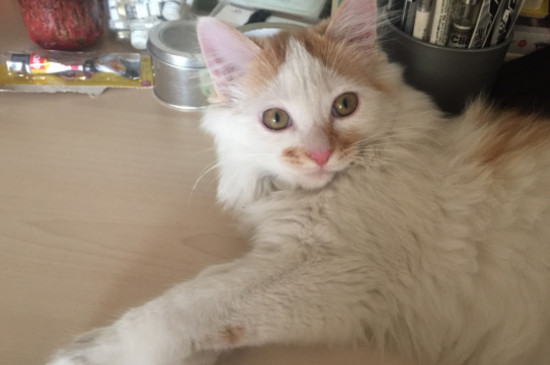 不想养猫了怎么处理